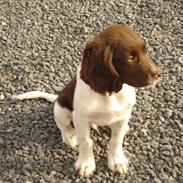 Kleiner münsterländer Baldur