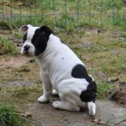 Olde english bulldogge Beauty