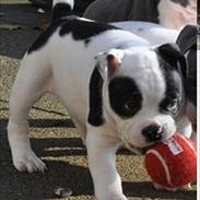 Olde english bulldogge Beauty