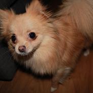 Pomeranian ***<3 Vega <3***