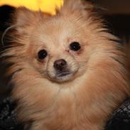 Pomeranian ***<3 Vega <3***