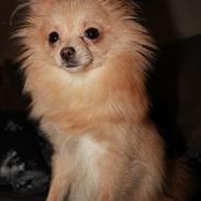 Pomeranian ***<3 Vega <3***