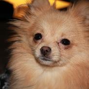 Pomeranian ***<3 Vega <3***