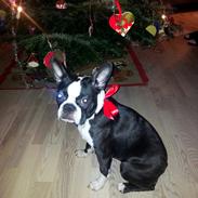 Boston terrier Tessi