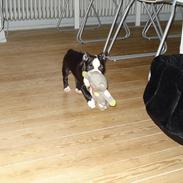 Boston terrier Tessi