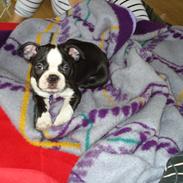 Boston terrier Tessi