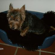 Australsk terrier Mulle