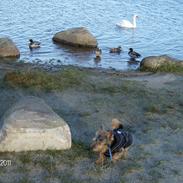 Australsk terrier Mulle