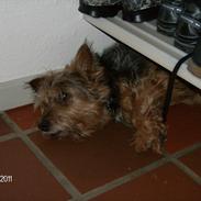 Australsk terrier Mulle