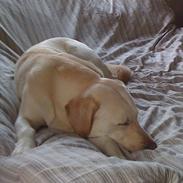 Labrador retriever Anton