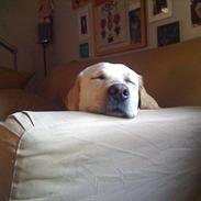 Labrador retriever Anton