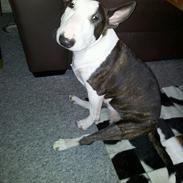 Bullterrier miniature Casmir