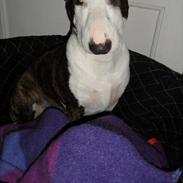 Bullterrier miniature Casmir