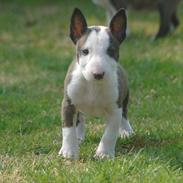 Bullterrier miniature Casmir
