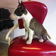 Bullterrier miniature Casmir