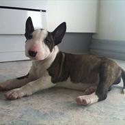 Bullterrier miniature Casmir