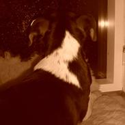 Dansk svensk gaardhund Nikki