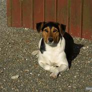 Dansk svensk gaardhund Nikki