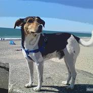 Dansk svensk gaardhund Nikki