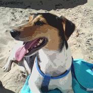 Dansk svensk gaardhund Nikki