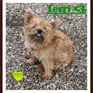 Cairn terrier Terri