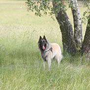 Belgisk hyrdehund Issey