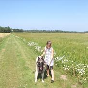 Belgisk hyrdehund Issey