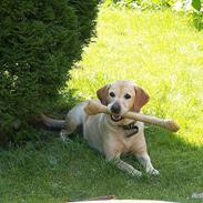 Labrador retriever Fie R.I.P. :'(