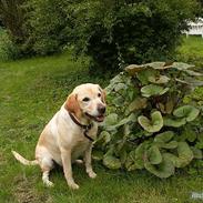 Labrador retriever Fie R.I.P. :'(