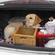 Labrador retriever Fie R.I.P. :'(