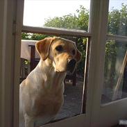 Labrador retriever Fie R.I.P. :'(