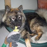 Eurasier Freja