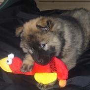 Eurasier Freja