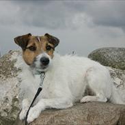 Jack russell terrier Global Gelika /Laika