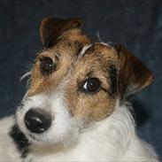 Jack russell terrier Global Gelika /Laika