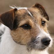 Jack russell terrier Global Gelika /Laika