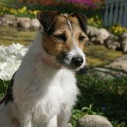 Jack russell terrier Global Gelika /Laika