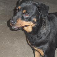 Rottweiler Molly