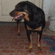 Rottweiler Molly