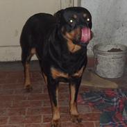 Rottweiler Molly