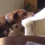 Blanding af racer Mikki