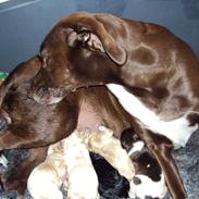 Blanding af racer Mikki