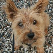 Cairn terrier Terri