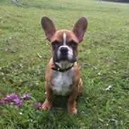Fransk bulldog Kato