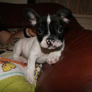 Fransk bulldog Louie