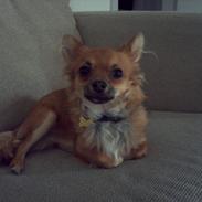 Chihuahua Charlie