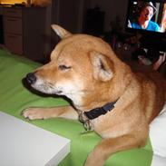 Shiba Fuji
