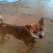 Shiba Fuji