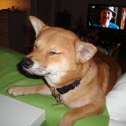 Shiba Fuji