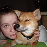 Shiba Fuji
